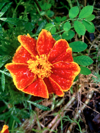 red/yellow marigold